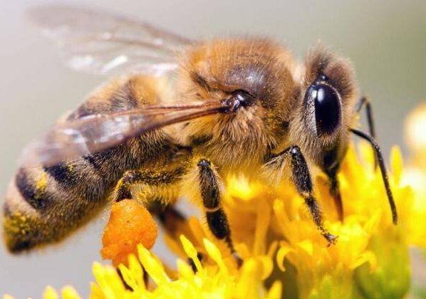 Grafika 1: KONKURS PLASTYCZNY- MAGICZNY ŚWIAT PSZCZÓL