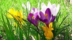  Grafika #0: Wiosna, wiosna, wiosna ..ach to Ty :)