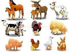 Zwierzęta gospodarskie