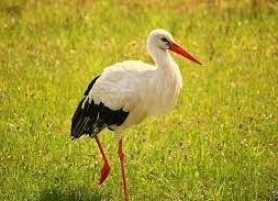 Grafika 3: NAUCZANIE ZDALNE - WTOREK 30.03.2021