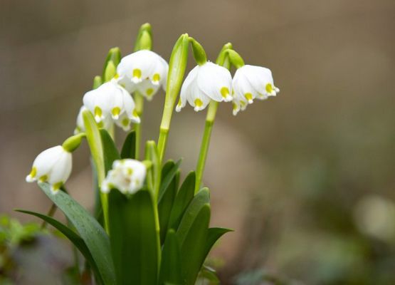 Grafika 12: JĘZYK ANGIELSKI