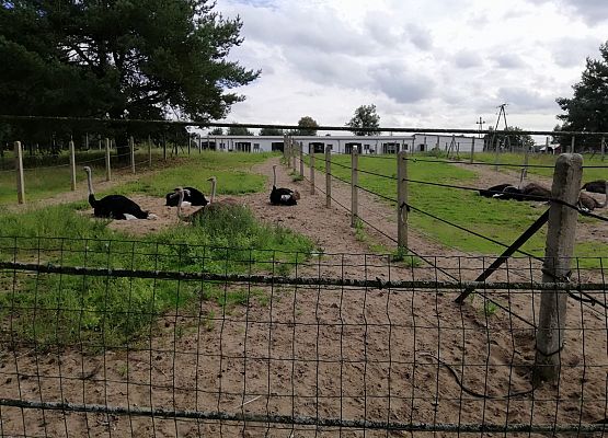 Zabawy i zwiedzanie na Farmie w Kniewie