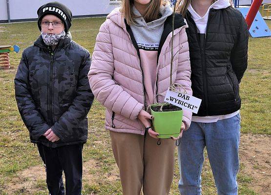 Dąb Wybicki rośnie przed naszą szkołą