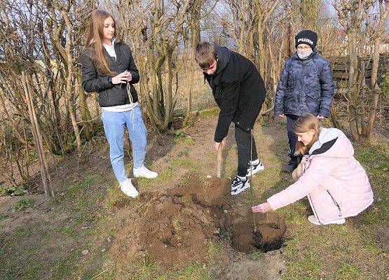 Dąb Wybicki rośnie przed naszą szkołą - sadzenie drzewka