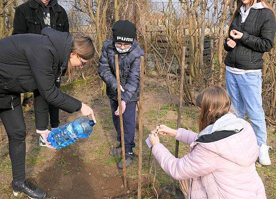 Dąb Wybicki rośnie przed naszą szkołą - sadzenie drzewka