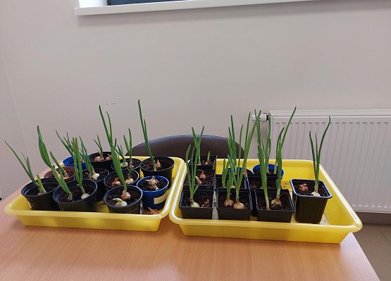 Grafika 12: Zawitała do nas WIOSNA