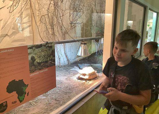 Obserwacja zwierząt grafika