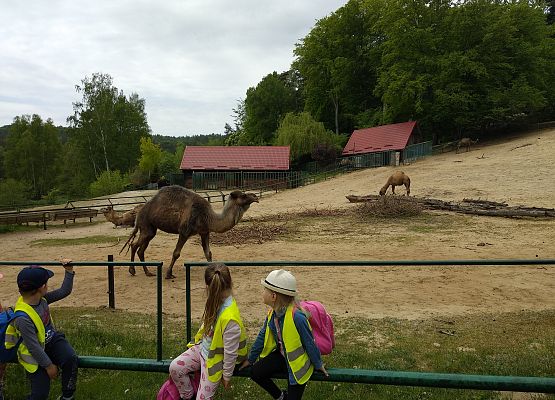 Grafika 19: SPACER PO OGRODZIE ZOOLOGICZNYM