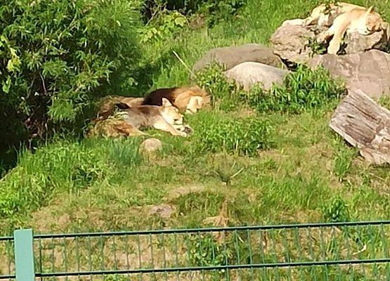 Grafika 5: Wycieczka do Zoo