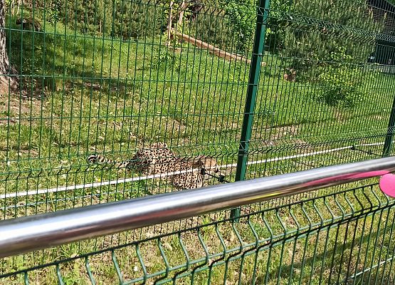 Grafika 10: Wycieczka do Zoo