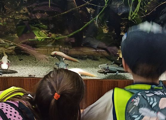 Grafika 4: Wycieczka do Akwarium Gdyńskiego