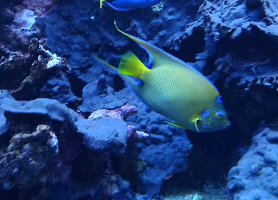 Grafika 7: Wycieczka do Akwarium Gdyńskiego