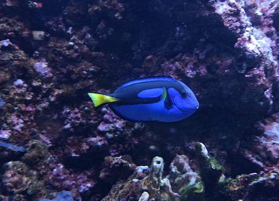 Grafika 8: Wycieczka do Akwarium Gdyńskiego