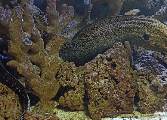 Grafika 12: Wycieczka do Akwarium Gdyńskiego