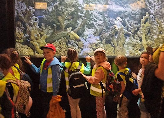 Grafika 13: Wycieczka do Akwarium Gdyńskiego