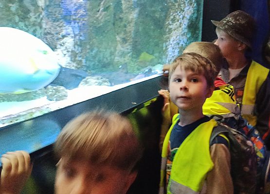 Grafika 14: Wycieczka do Akwarium Gdyńskiego
