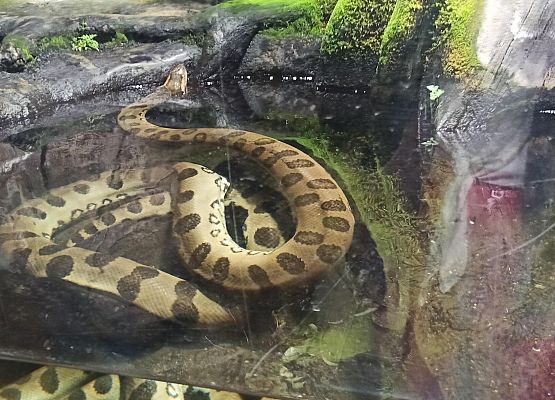 Grafika 18: Wycieczka do Akwarium Gdyńskiego