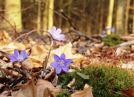 Grafika 29: Pierwszy Dzień Wiosny