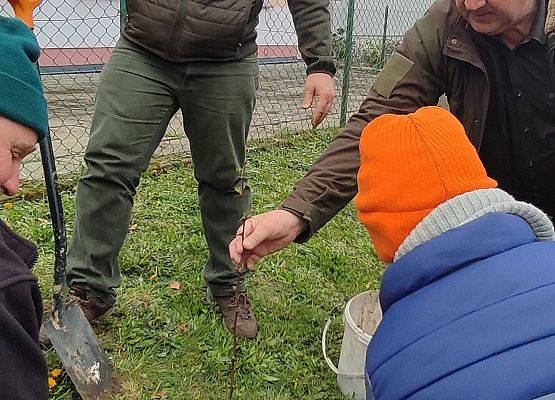 Sadzenie drzew miododajnych- robinii akacjowej.