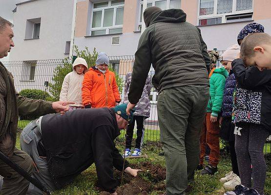 Sadzenie drzew miododajnych- robinii akacjowej.