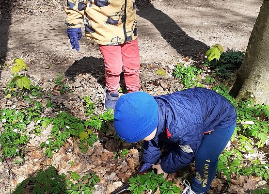 Grafika 8: MALI STRAŻNICY PRZYRODY