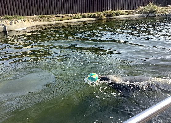 Grafika 11: WYCIECZKA Z JĘZYKA KASZUBSKIEGO