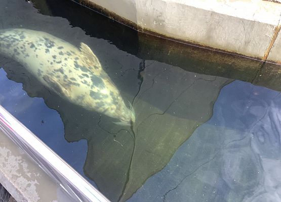 Grafika 12: WYCIECZKA Z JĘZYKA KASZUBSKIEGO