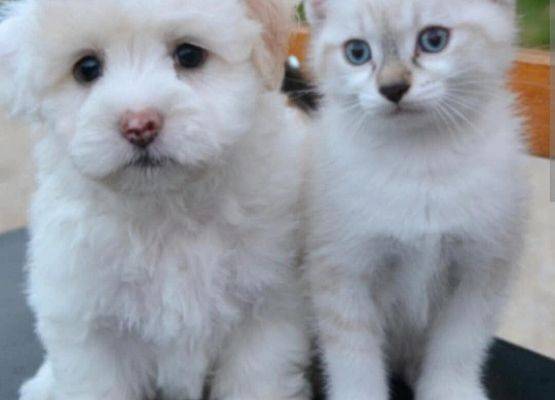 Grafika 3: MIESIĄC DLA ZWIERZĄT