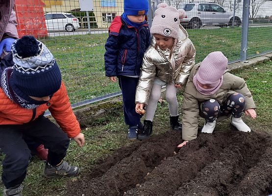 Grafika 3: SADZIMY ŻONKILE