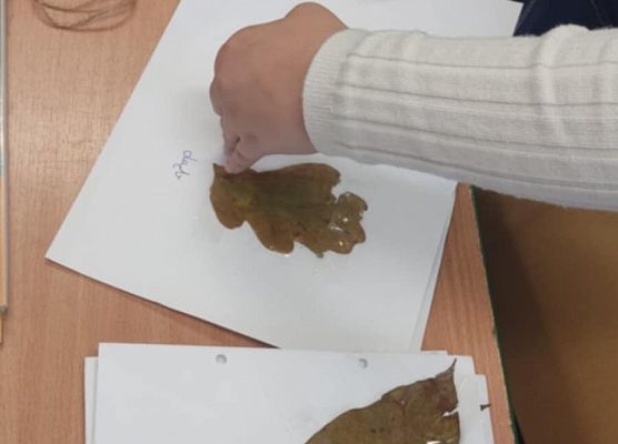 Grafika 1: JESIENNE ZIELNIKI