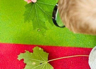 Grafika 9: KOLOROWA JESIEŃ