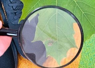 Grafika 10: KOLOROWA JESIEŃ