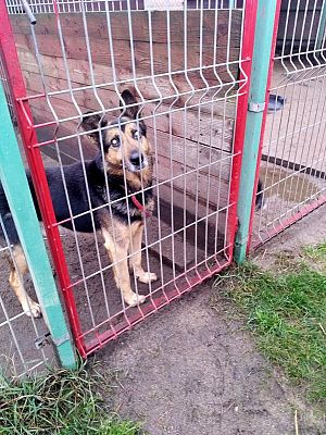  Grafika #14: Wizyta wolontariuszy w lęborskiej noclegowni i schronisku dla zwierząt.