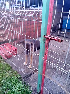  Grafika #12: Wizyta wolontariuszy w lęborskiej noclegowni i schronisku dla zwierząt.