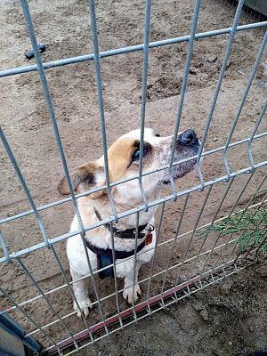  Grafika #13: Wizyta wolontariuszy w lęborskiej noclegowni i schronisku dla zwierząt.