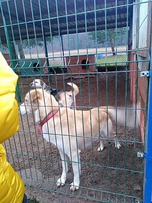  Grafika #20: Wizyta wolontariuszy w lęborskiej noclegowni i schronisku dla zwierząt.