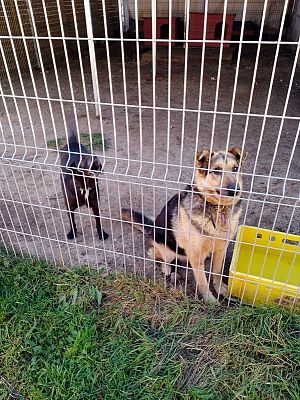  Grafika #11: Wyjazd do schroniska dla zwierząt