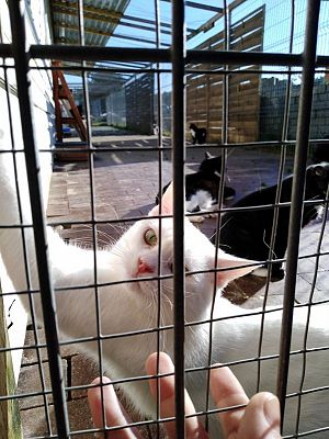  Grafika #5: Wyjazd do schroniska dla zwierząt