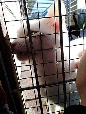  Grafika #4: Wyjazd do schroniska dla zwierząt