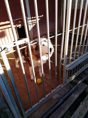  Grafika #7: Wyjazd do schroniska dla zwierząt