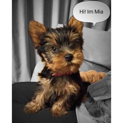  Grafika #3: Dzień Kundekla - zdjęcia