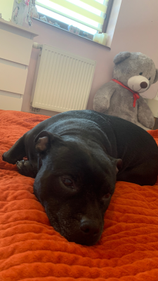  Grafika #1: Dzień Kundekla - zdjęcia