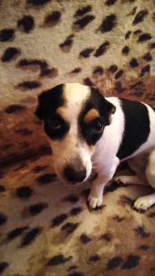  Grafika #12: Dzień Kundekla - zdjęcia