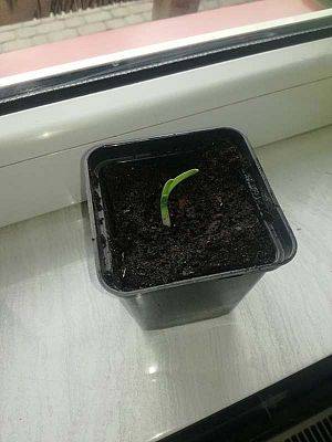  Grafika #32: Zdalne nauczanie - galeria przedszkolaków