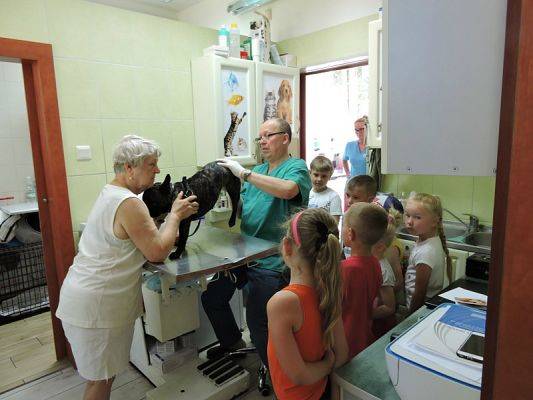  Grafika #7: Wycieczka do Lecznicy Zwierząt