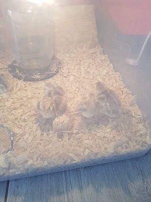  Grafika #34: Galeria przedszkolaków