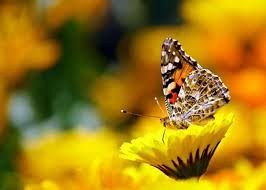  Grafika #0: Jak tu pięknie i wesoło