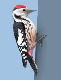  Grafika #5: Jak tu pięknie i wesoło