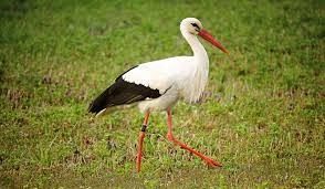  Grafika #3: Jak tu pięknie i wesoło