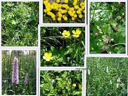  Grafika #0: Kwiaty majowej łąki